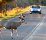 deer-crossing-road-resized-600