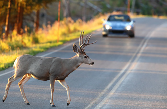 deer-crossing-road-resized-600