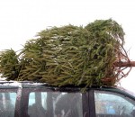 bigstock-huge-christmas-tree_b-e1511998700975