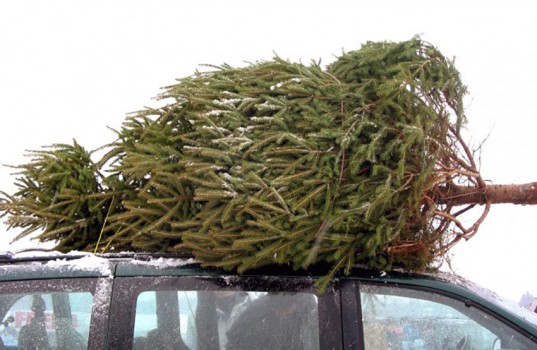 bigstock-huge-christmas-tree_b-e1511998700975