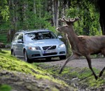1860960_stret-se-zveri-nehoda-bouracka-auto-v0