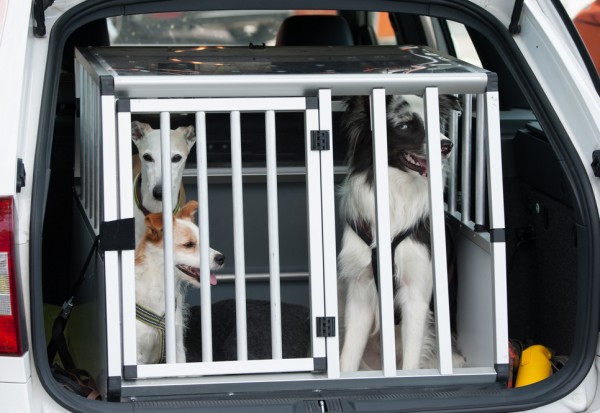 Hunde im Auto